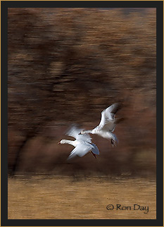 Snow Geese, Bosque del Apache